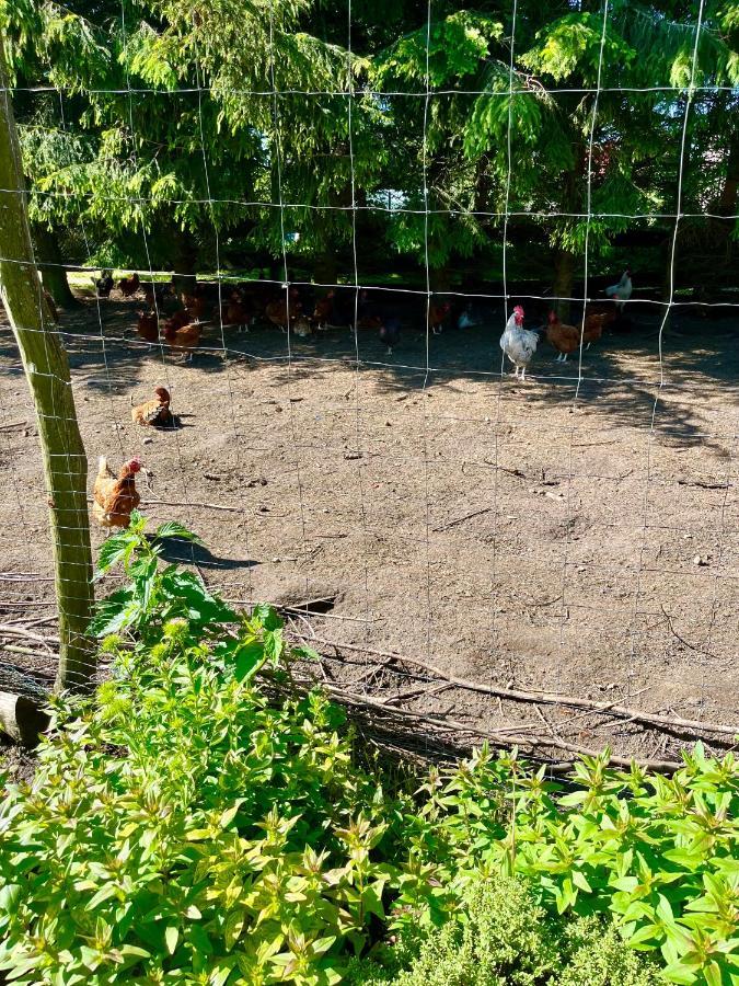 Agroturystyka Nad Jeziorem Silickim Ilinscy Silice Exteriér fotografie